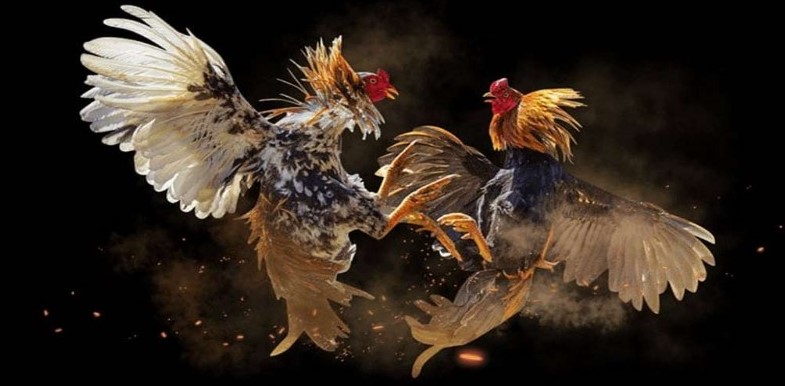 Đặc điểm của cửa cược Meron tại đá gà v9bet