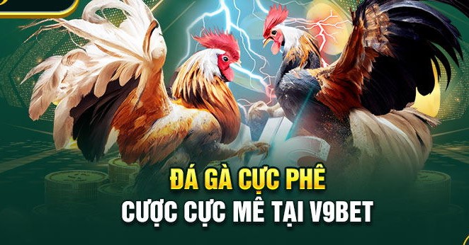 Giới thiệu sảnh đá gà tại v9bet