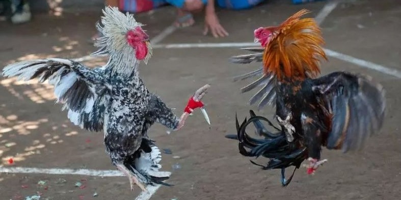 Luật chơi đá gà cựa sắt là gì