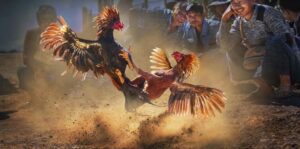 đá gà cựa sắt